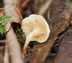 Entoloma albidosimulans
