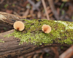 Lentinellus tasmanicus