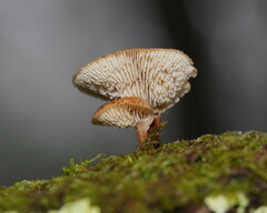 Lentinellus tasmanicus