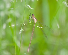 Lestes inaequalis