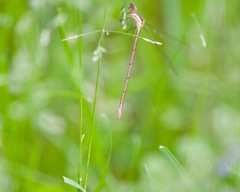 Lestes inaequalis