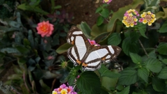 Thisbe lycorias