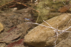 Erythrodiplax basifusca