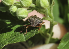 Holcostethus abbreviatus