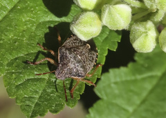 Holcostethus abbreviatus