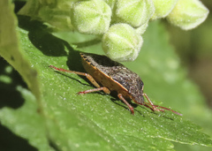 Holcostethus abbreviatus