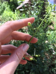 Scrophularia parviflora