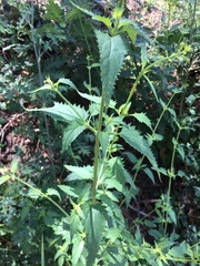 Scrophularia parviflora
