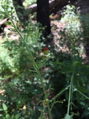 Scrophularia parviflora