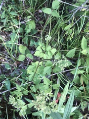 Thaspium chapmanii