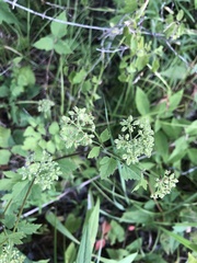 Thaspium chapmanii