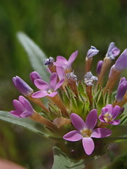 Collomia linearis