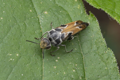 Glipa hilaris
