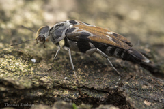 Glipa hilaris