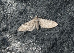 Eupithecia gelidata