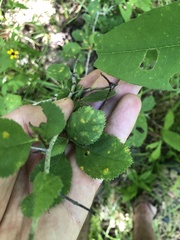 Crataegus ashei
