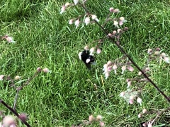 Bombus occidentalis