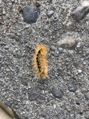 Lophocampa argentata