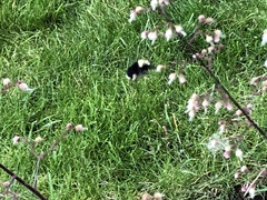 Bombus occidentalis