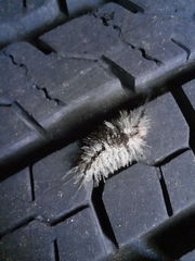 Dasychira meridionalis