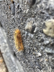 Lophocampa argentata