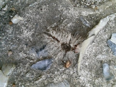 Dasychira meridionalis