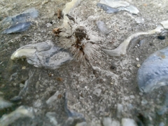 Dasychira meridionalis