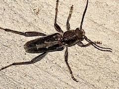 Xylotrechus sagittatus