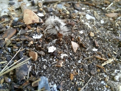 Dasychira meridionalis