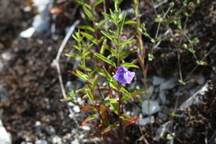 Scutellaria angustifolia