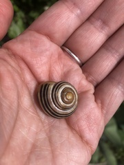 Cepaea nemoralis