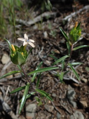 Collomia grandiflora