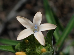 Collomia grandiflora