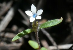 Allophyllum capillare