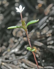 Allophyllum capillare