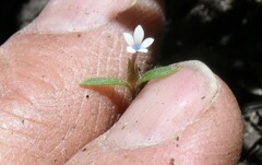 Allophyllum capillare