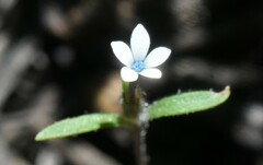 Allophyllum capillare