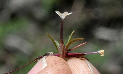 Allophyllum capillare