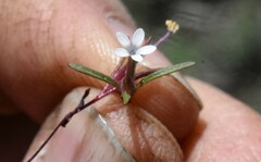 Allophyllum capillare