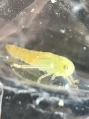 Idiocerus