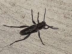 Xylotrechus sagittatus