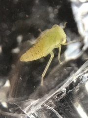 Idiocerus
