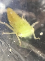Idiocerus