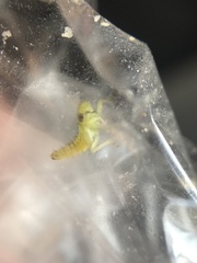 Idiocerus