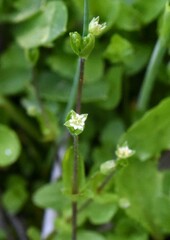 Stellaria calycantha