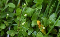 Stellaria calycantha