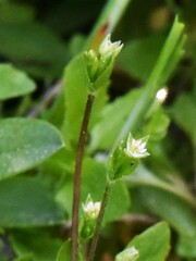 Stellaria calycantha