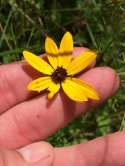 Coreopsis pulchra