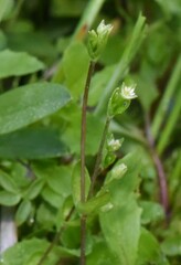 Stellaria calycantha