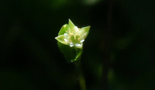 Stellaria calycantha iNat (1)